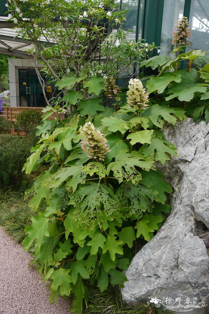 栎叶绣球Hydrangea quercifolia