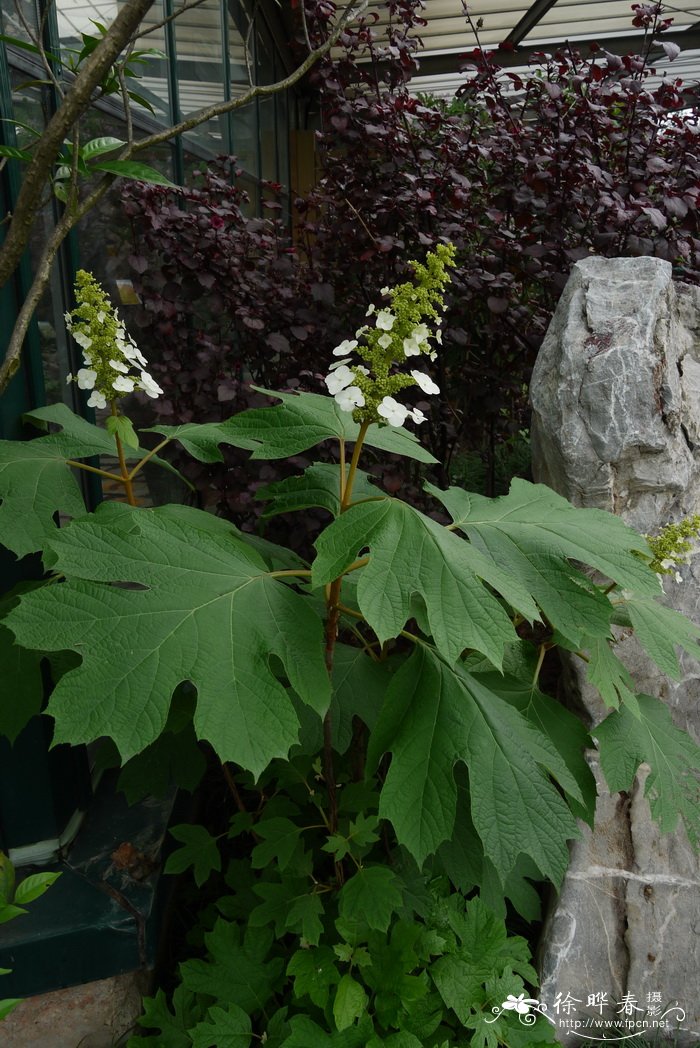 栎叶绣球Hydrangea quercifolia