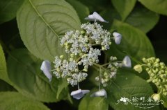 泽八仙Hydrangea serrata f. acuminata