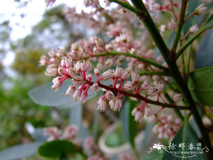 阳春鼠刺Itea yangchunensis