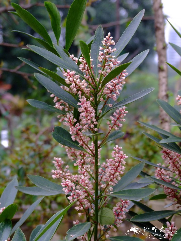 阳春鼠刺Itea yangchunensis