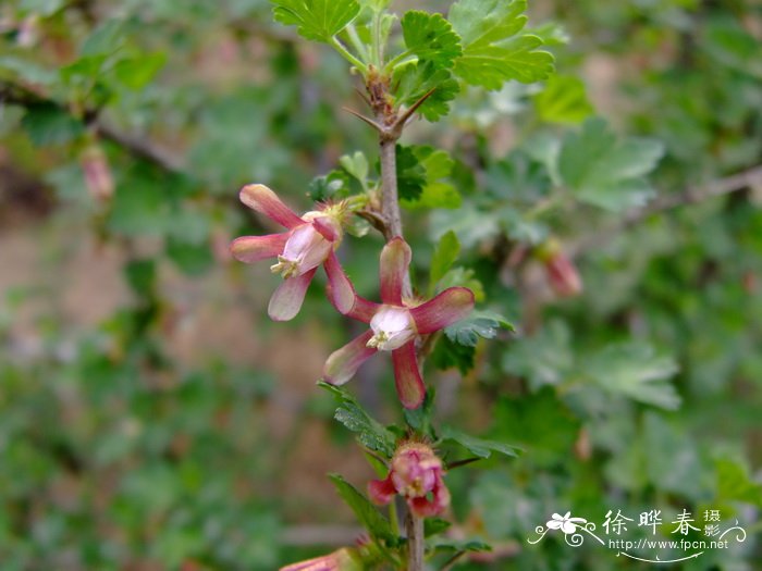 刺果茶藨子Ribes burejense