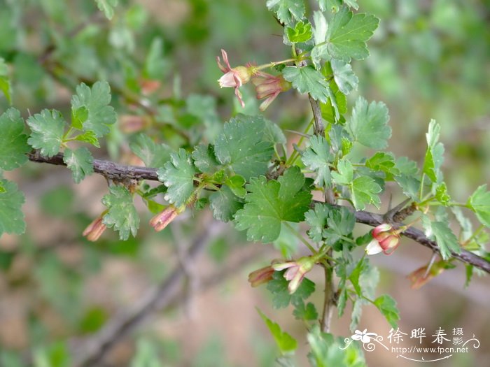 刺果茶藨子Ribes burejense