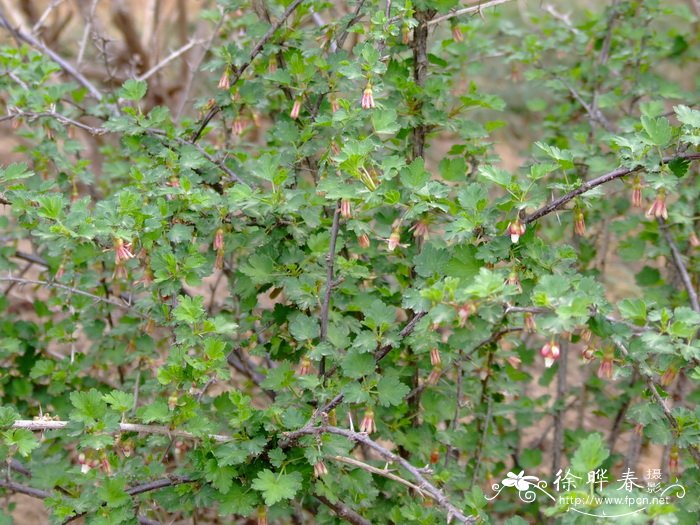 刺果茶藨子Ribes burejense