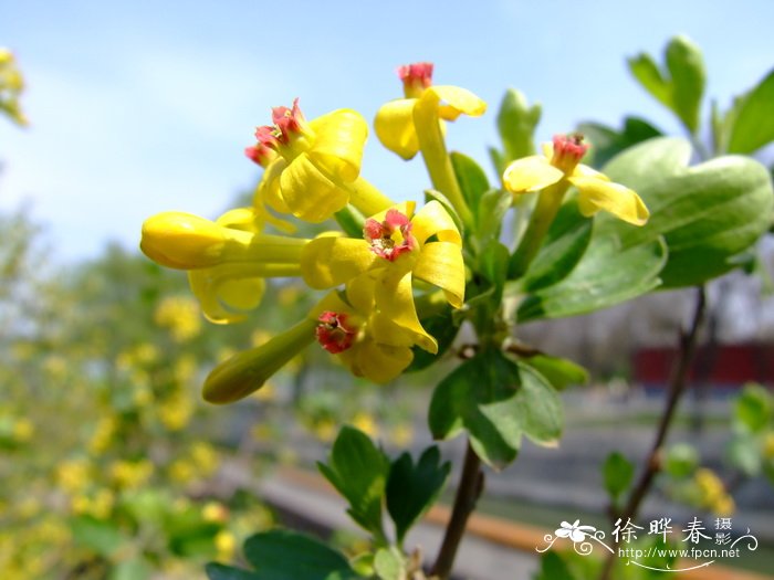 香茶藨子Ribes odoratum