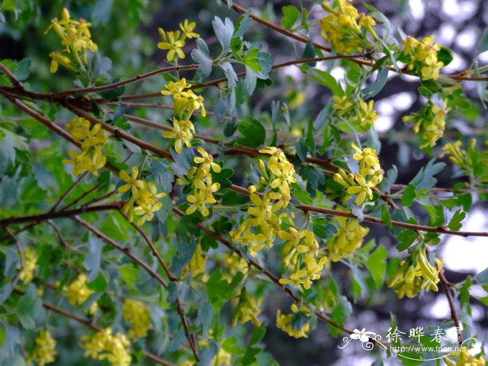 香茶藨子Ribes odoratum