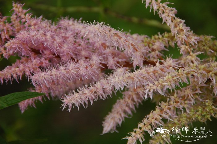 落新妇Astilbe chinensis