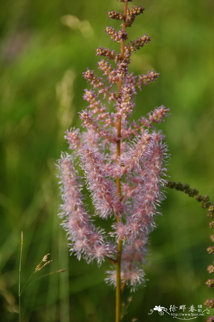 落新妇Astilbe chinensis