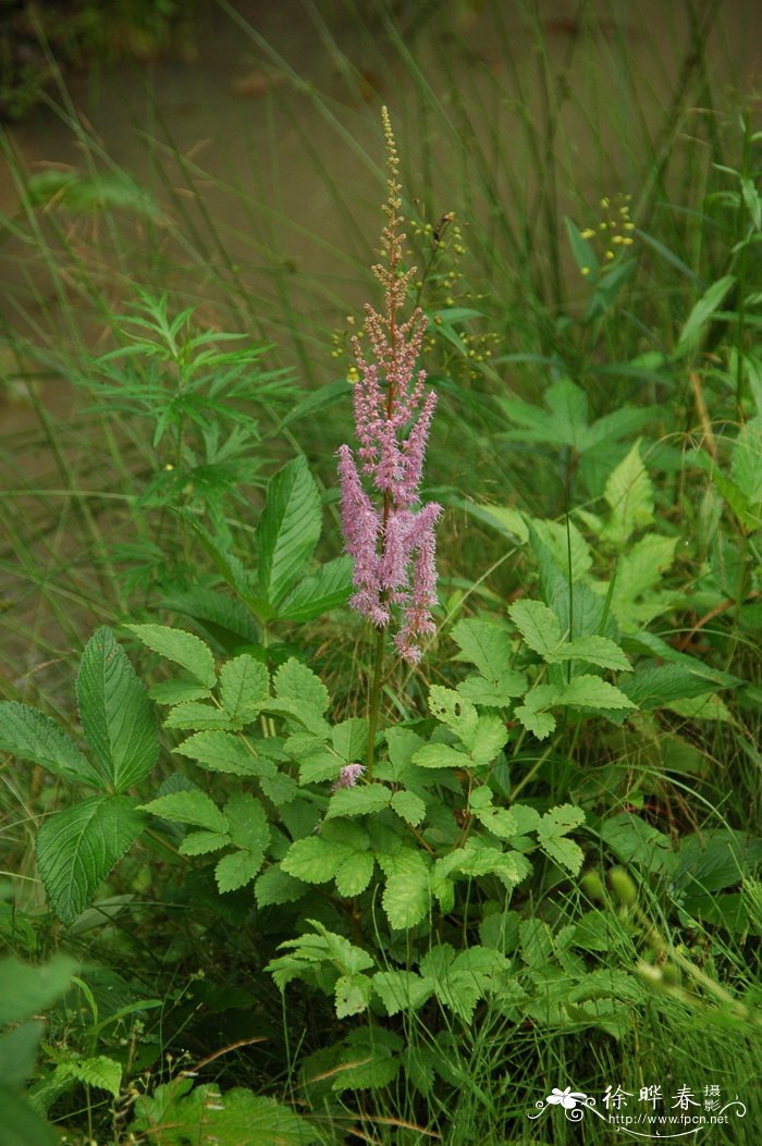 落新妇Astilbe chinensis