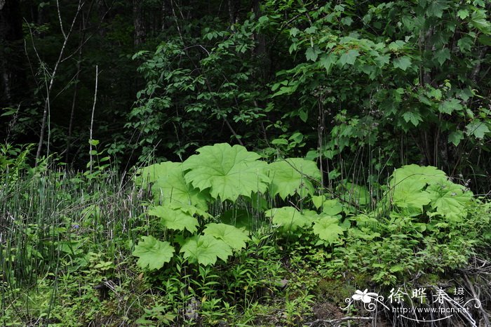 山荷叶Astilboides tabularis