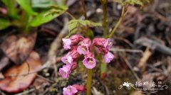 岩白菜Bergenia purpurascens