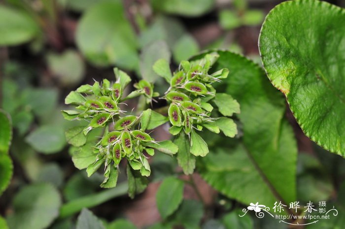 大叶金腰Chrysosplenium macrophyllum