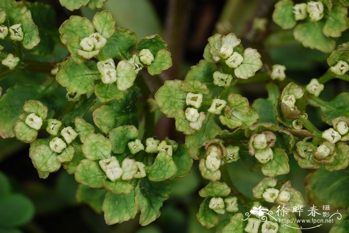 大叶金腰Chrysosplenium macrophyllum