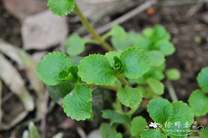 中华金腰Chrysosplenium sinicum