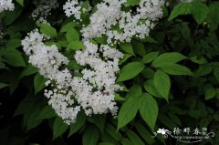 东北溲疏Deutzia parviflora var. amurensis