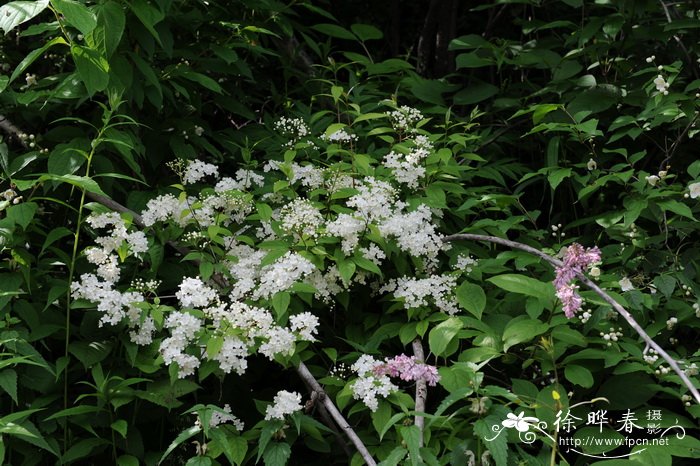 东北溲疏Deutzia parviflora var. amurensis