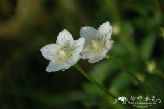 多枝梅花草Parnassia palustris var. multiseta