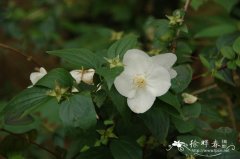 大花山梅花 Philadelphus ‘Natchez’