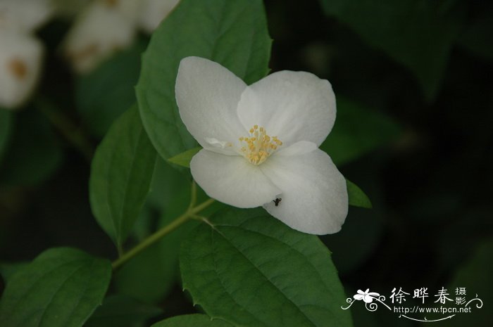 大花山梅花 Philadelphus ‘Natchez’