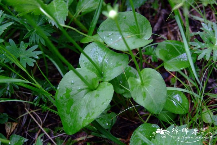 多枝梅花草Parnassia palustris var. multiseta