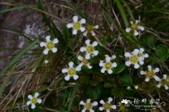 鸡眼梅花草Parnassia wightiana