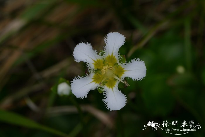 鸡眼梅花草Parnassia wightiana