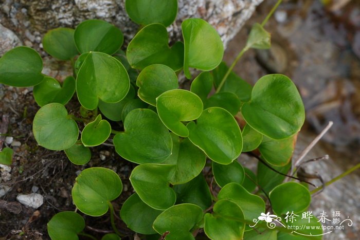 鸡眼梅花草Parnassia wightiana