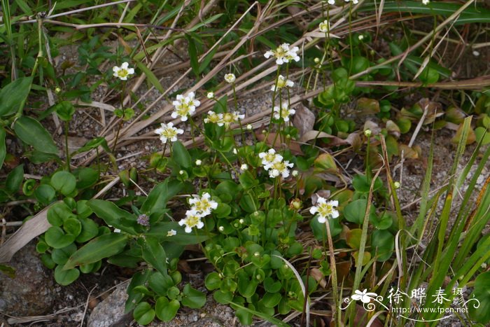 鸡眼梅花草Parnassia wightiana