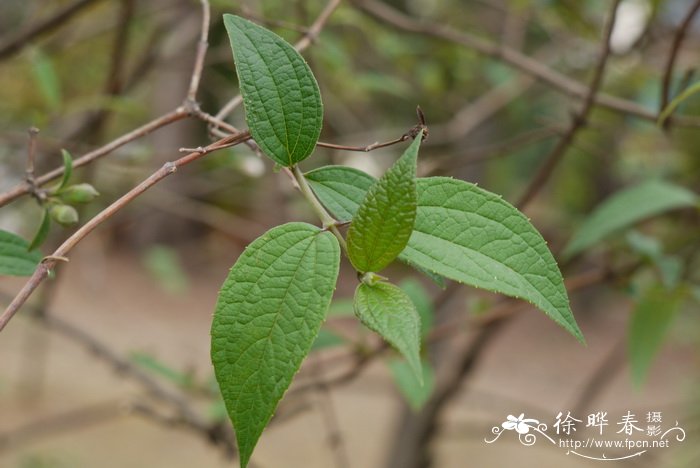 云南山梅花Philadelphus delavayi