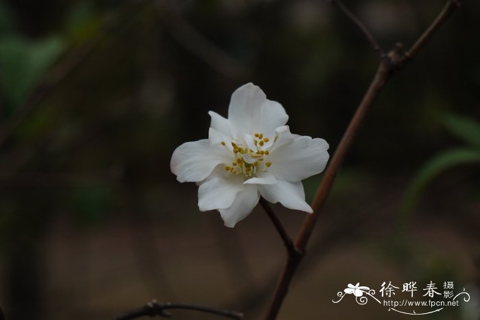 云南山梅花Philadelphus delavayi