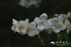 太平花Philadelphus pekinensis