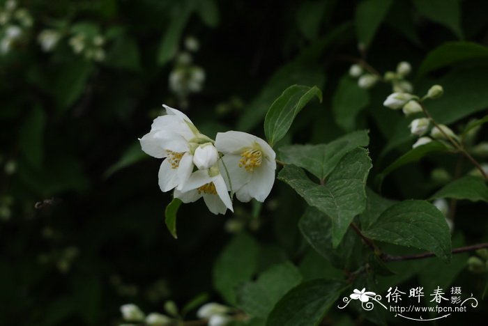 太平花Philadelphus pekinensis