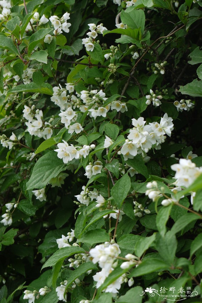 太平花Philadelphus pekinensis