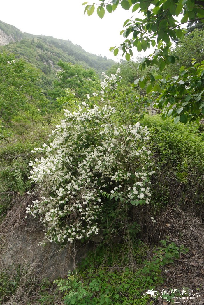 太平花Philadelphus pekinensis