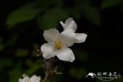 紫萼山梅花Philadelphus purpurascens