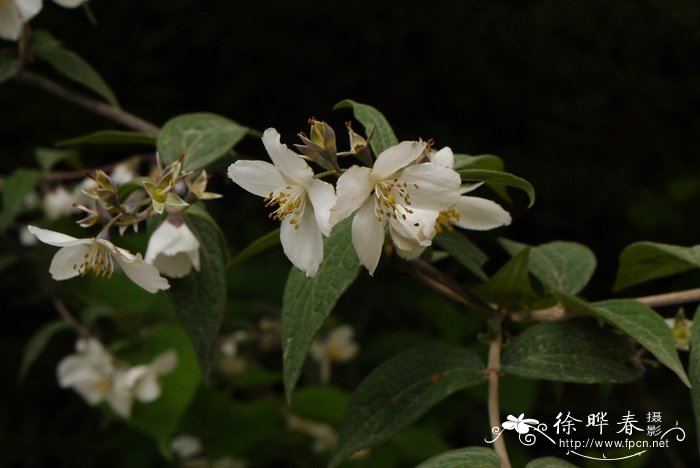 紫萼山梅花Philadelphus purpurascens