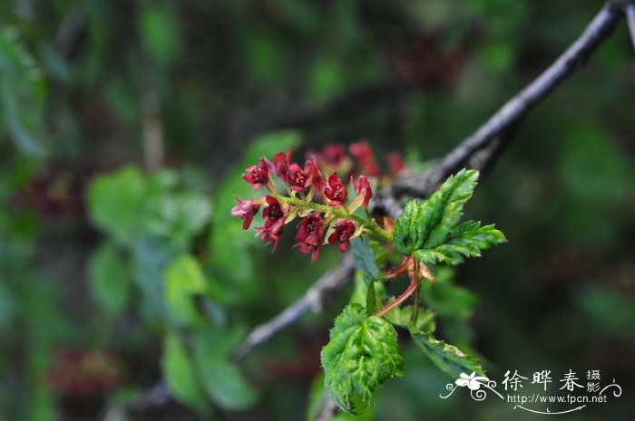 渐尖茶藨子Ribes takare