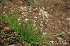 长白虎耳草Saxifraga laciniata