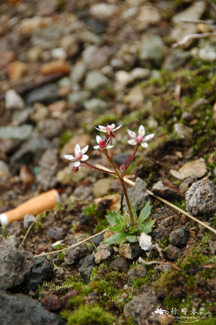 长白虎耳草Saxifraga laciniata