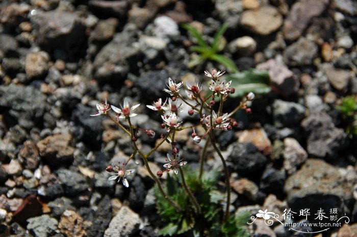 长白虎耳草Saxifraga laciniata