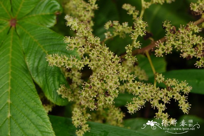 七叶鬼灯檠Rodgersia aesculifolia