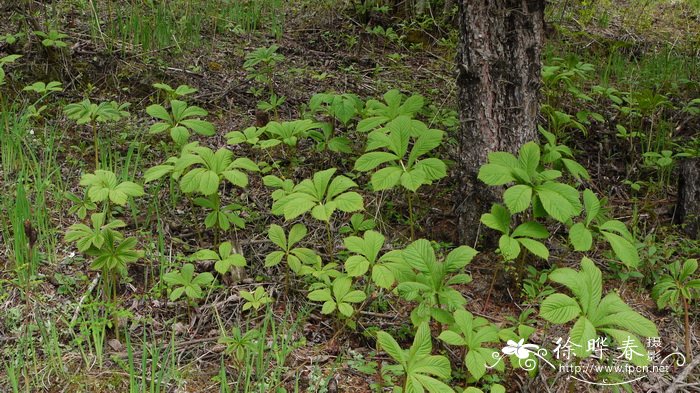 七叶鬼灯檠Rodgersia aesculifolia