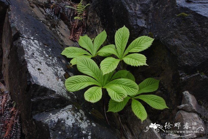 七叶鬼灯檠Rodgersia aesculifolia