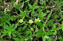 芽生虎耳草Saxifraga gemmipara