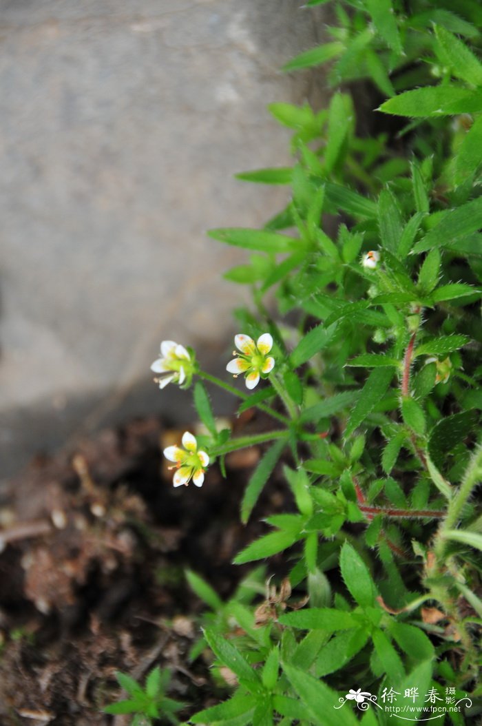 芽生虎耳草Saxifraga gemmipara