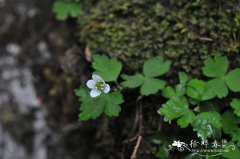 珠芽虎耳草Saxifraga granulifera