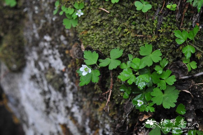 珠芽虎耳草Saxifraga granulifera