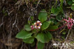 黑蕊虎耳草Saxifraga melanocentra