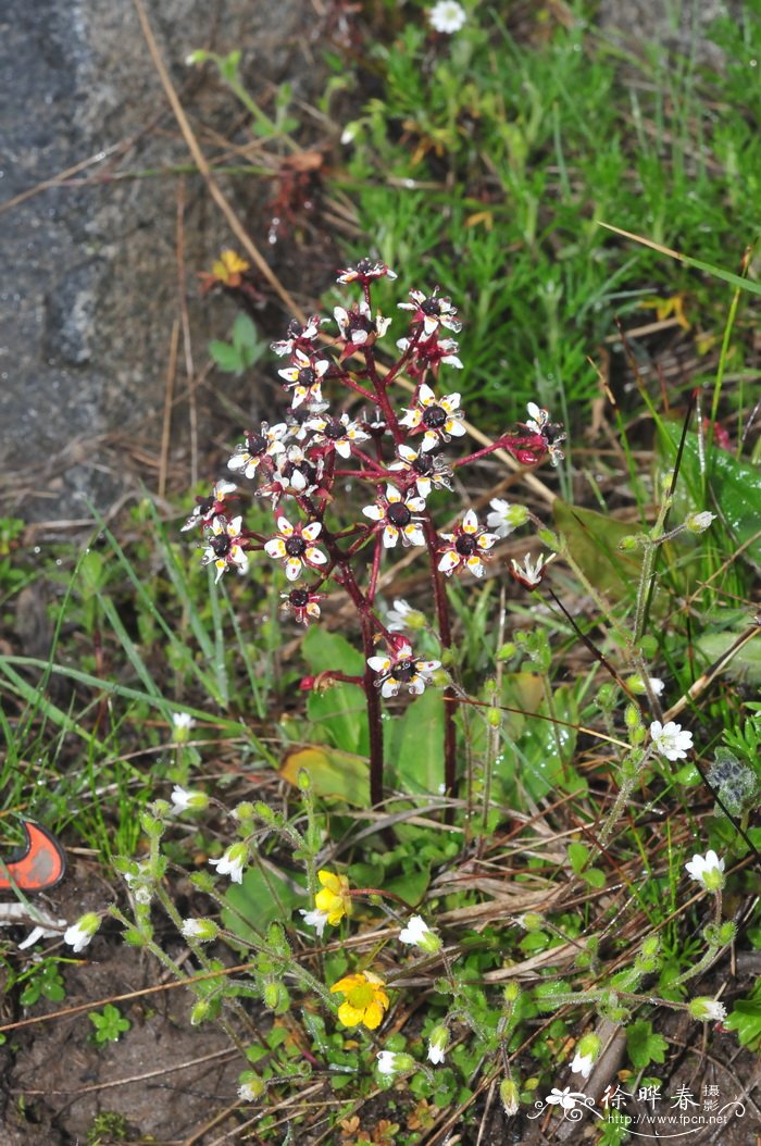 黑蕊虎耳草Saxifraga melanocentra