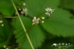 斑点虎耳草Saxifraga nelsoniana